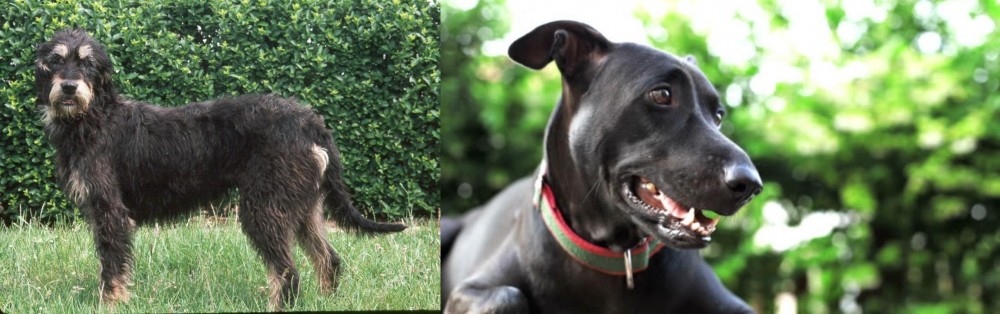 Shepard Labrador vs Griffon Nivernais - Breed Comparison