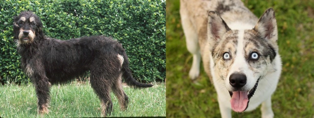 Shepherd Husky vs Griffon Nivernais - Breed Comparison