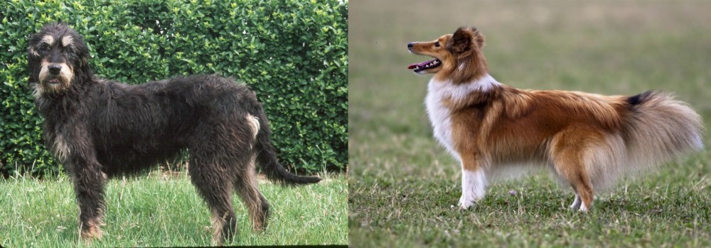 Shetland Sheepdog vs Griffon Nivernais - Breed Comparison