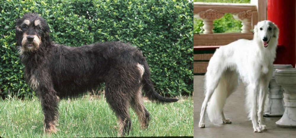 Silken Windhound vs Griffon Nivernais - Breed Comparison