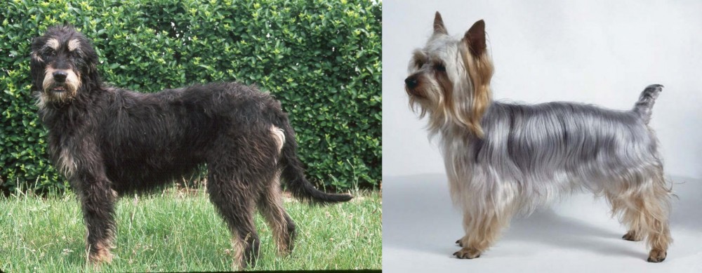 Silky Terrier vs Griffon Nivernais - Breed Comparison