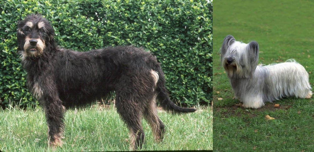 Skye Terrier vs Griffon Nivernais - Breed Comparison