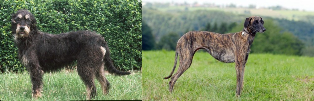 Sloughi vs Griffon Nivernais - Breed Comparison