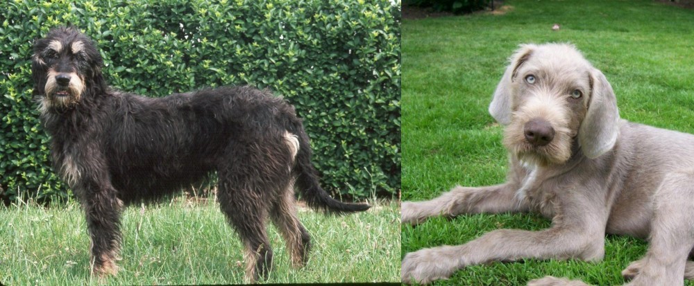 Slovakian Rough Haired Pointer vs Griffon Nivernais - Breed Comparison