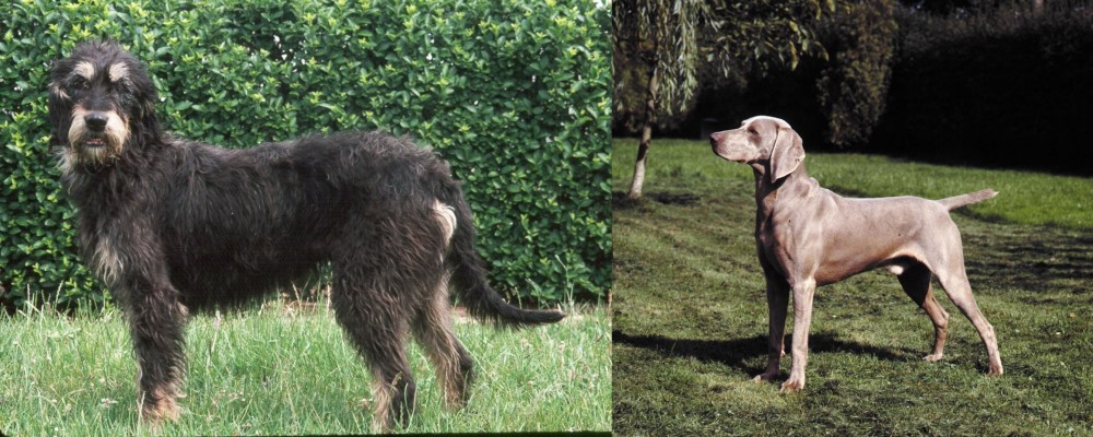 Smooth Haired Weimaraner vs Griffon Nivernais - Breed Comparison