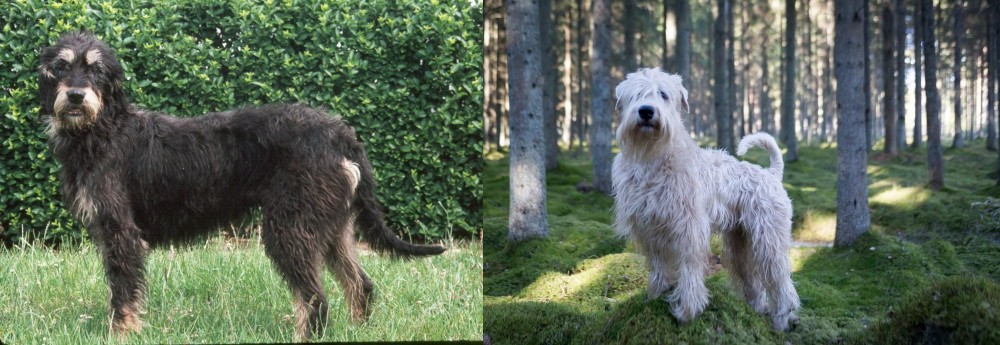 Soft-Coated Wheaten Terrier vs Griffon Nivernais - Breed Comparison