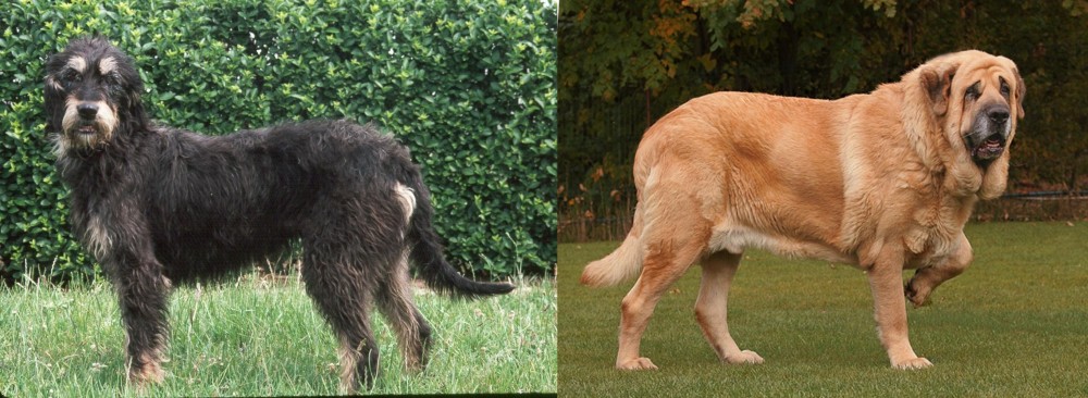 Spanish Mastiff vs Griffon Nivernais - Breed Comparison