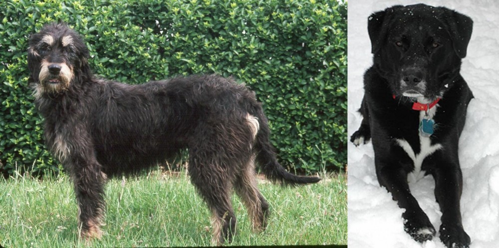 St. John's Water Dog vs Griffon Nivernais - Breed Comparison