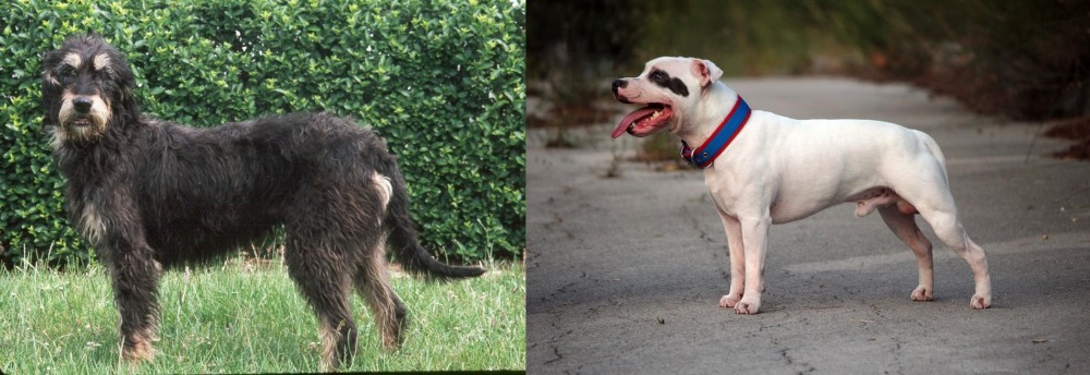 Staffordshire Bull Terrier vs Griffon Nivernais - Breed Comparison