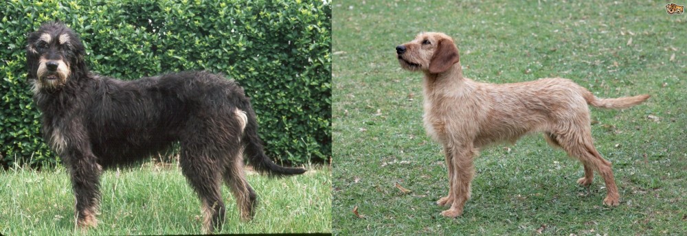 Styrian Coarse Haired Hound vs Griffon Nivernais - Breed Comparison