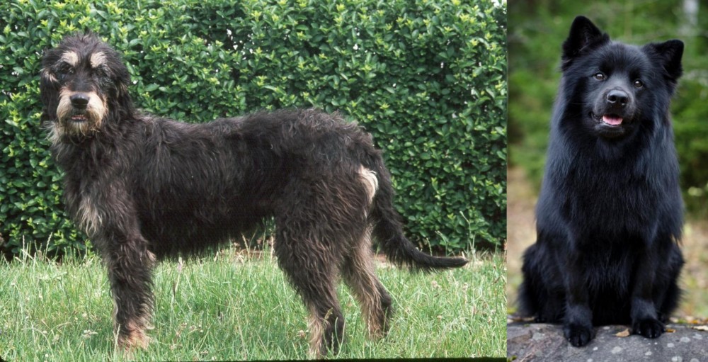 Swedish Lapphund vs Griffon Nivernais - Breed Comparison