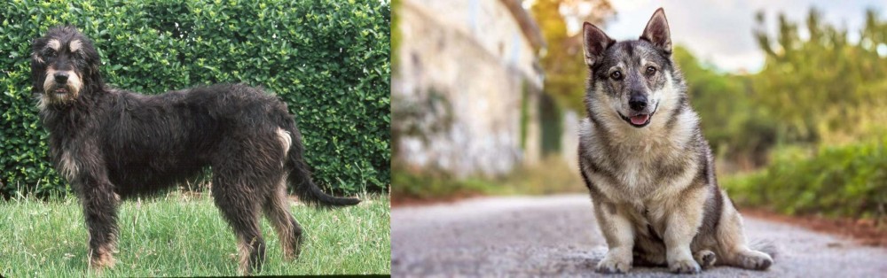 Swedish Vallhund vs Griffon Nivernais - Breed Comparison