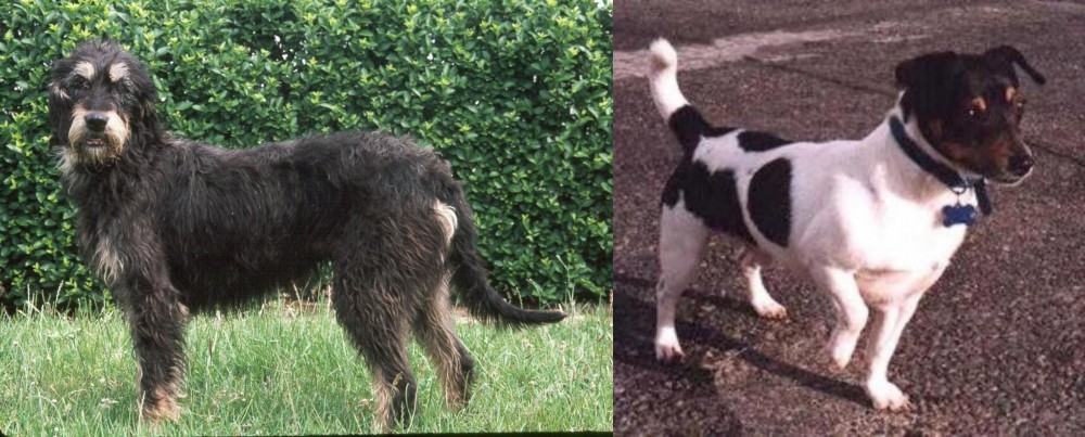 Teddy Roosevelt Terrier vs Griffon Nivernais - Breed Comparison