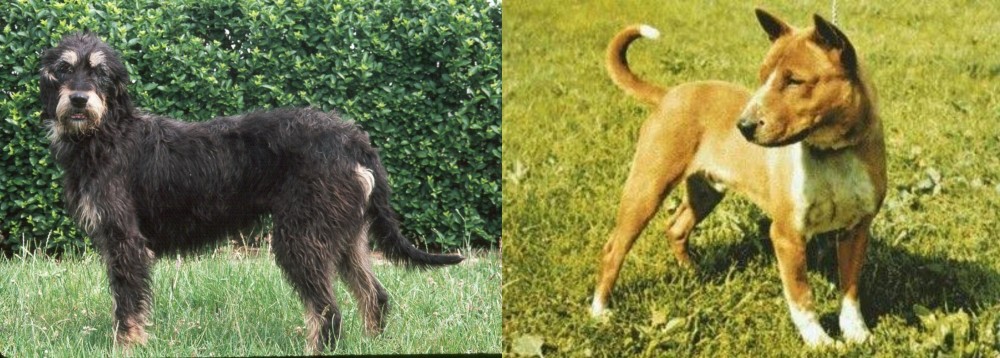 Telomian vs Griffon Nivernais - Breed Comparison