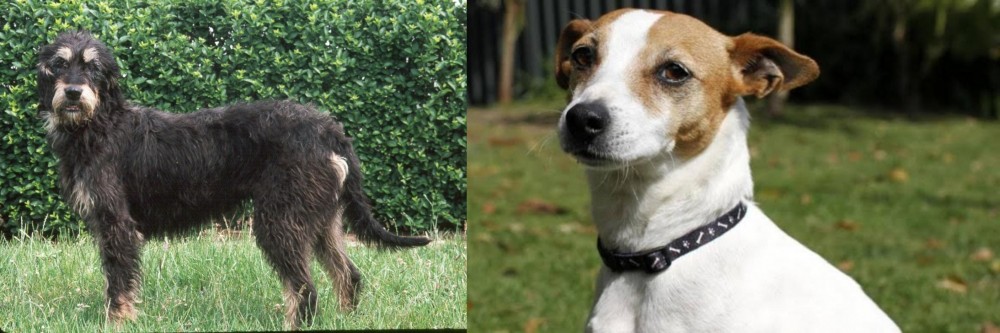 Tenterfield Terrier vs Griffon Nivernais - Breed Comparison