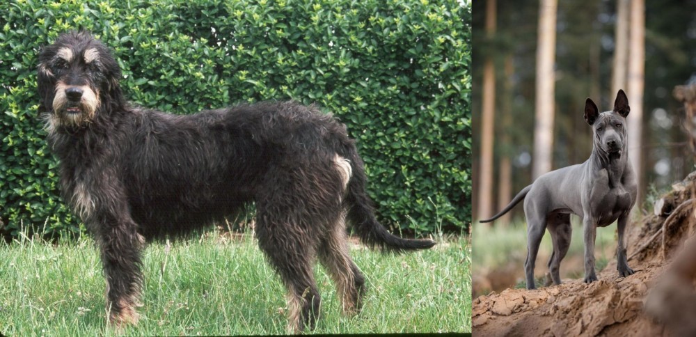 Thai Ridgeback vs Griffon Nivernais - Breed Comparison