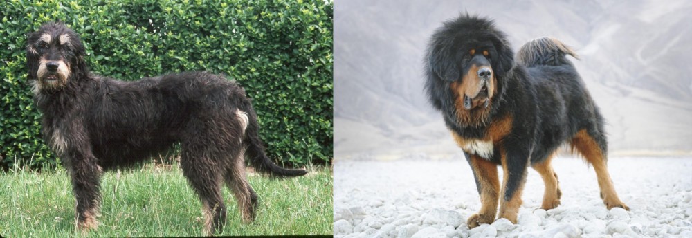 Tibetan Mastiff vs Griffon Nivernais - Breed Comparison
