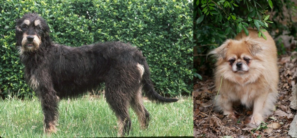 Tibetan Spaniel vs Griffon Nivernais - Breed Comparison