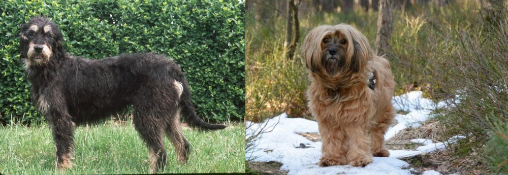 Tibetan Terrier vs Griffon Nivernais - Breed Comparison