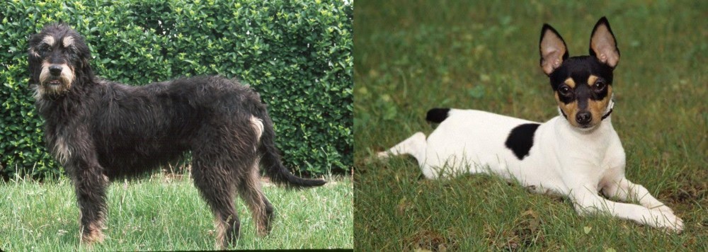 Toy Fox Terrier vs Griffon Nivernais - Breed Comparison