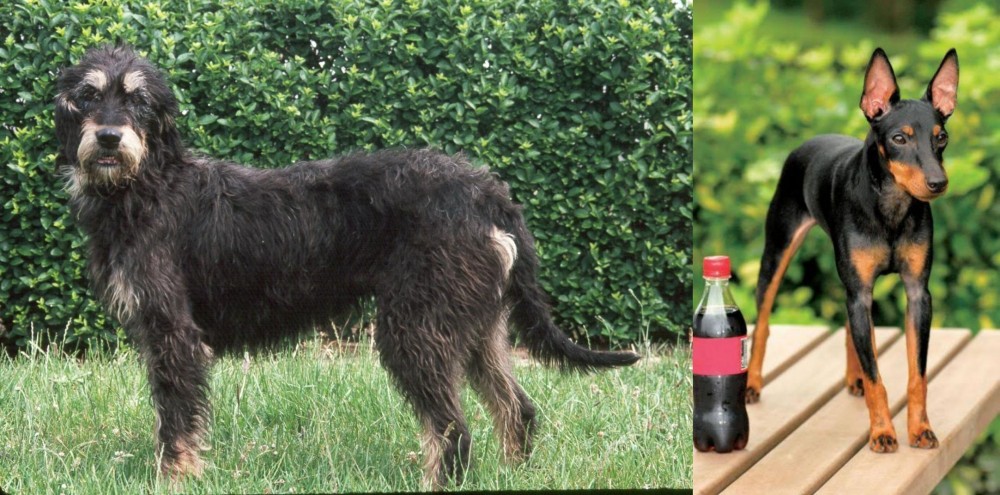 Toy Manchester Terrier vs Griffon Nivernais - Breed Comparison
