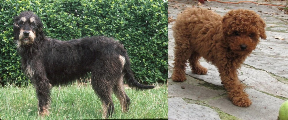 Toy Poodle vs Griffon Nivernais - Breed Comparison