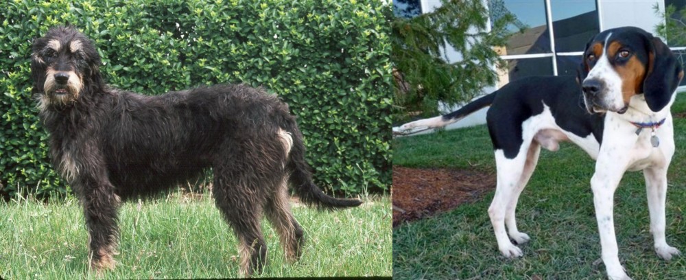 Treeing Walker Coonhound vs Griffon Nivernais - Breed Comparison