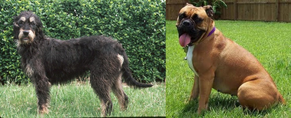 Valley Bulldog vs Griffon Nivernais - Breed Comparison