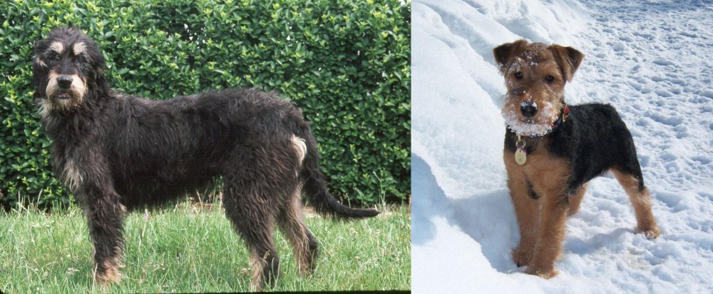 Welsh Terrier vs Griffon Nivernais - Breed Comparison