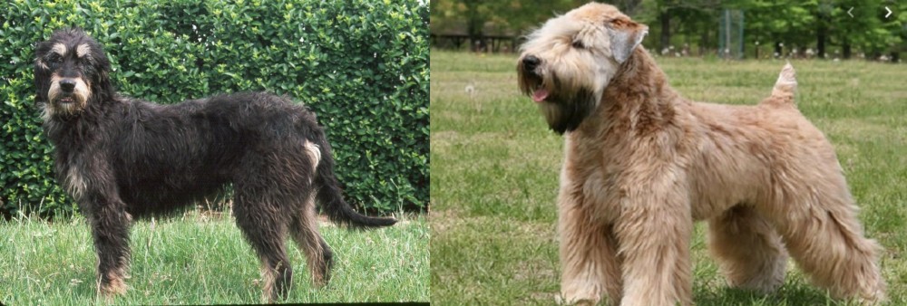 Wheaten Terrier vs Griffon Nivernais - Breed Comparison