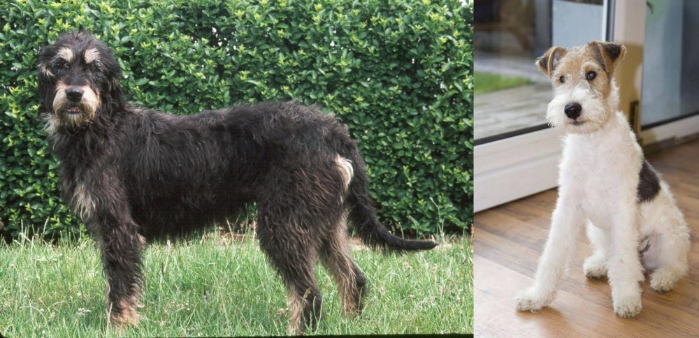 Wire Fox Terrier vs Griffon Nivernais - Breed Comparison