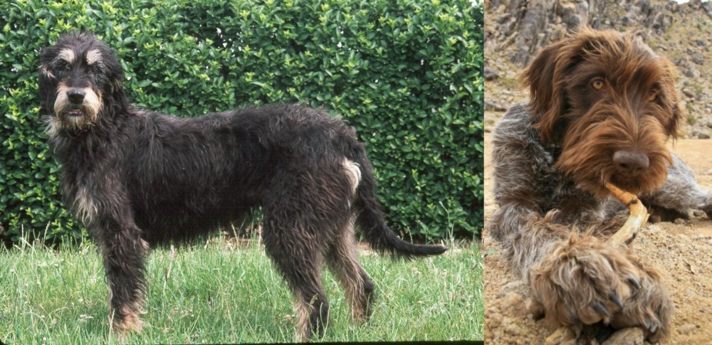 Wirehaired Pointing Griffon vs Griffon Nivernais - Breed Comparison