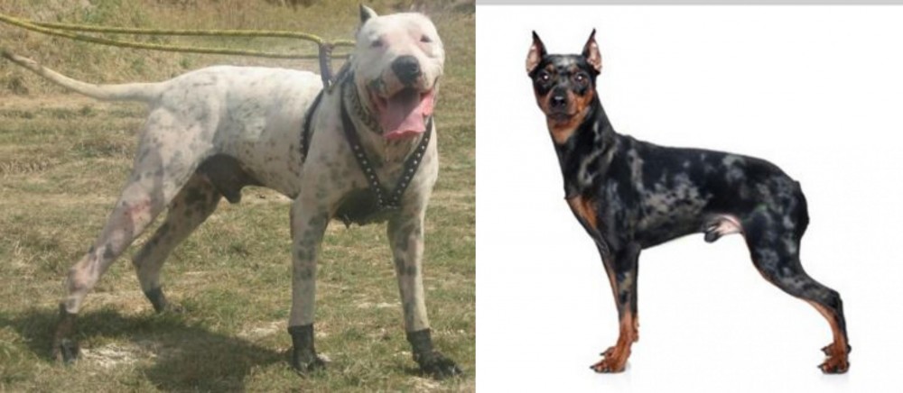 Harlequin Pinscher vs Gull Dong - Breed Comparison