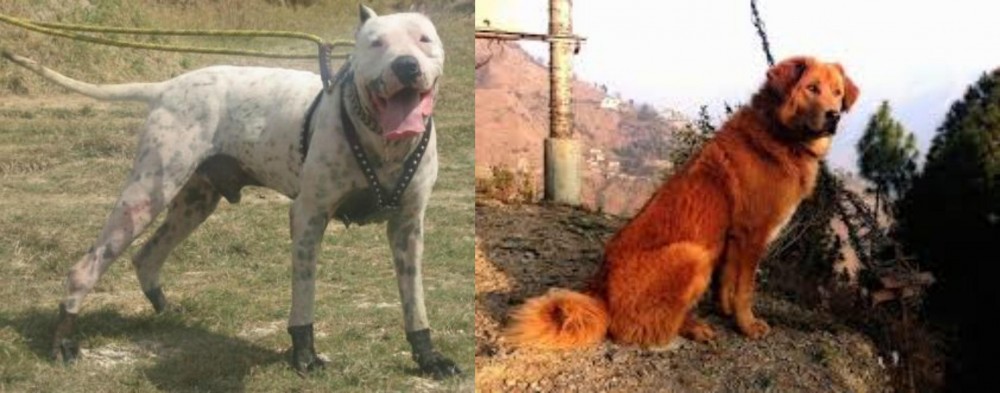 Himalayan Sheepdog vs Gull Dong - Breed Comparison