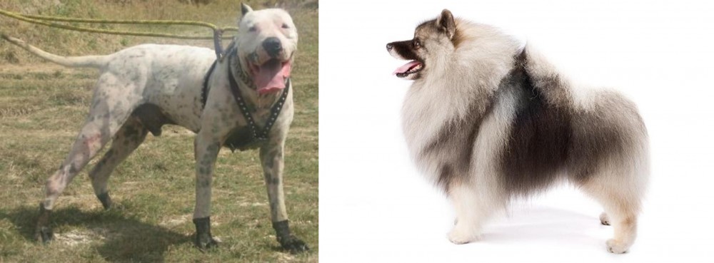 Keeshond vs Gull Dong - Breed Comparison