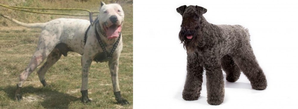 Kerry Blue Terrier vs Gull Dong - Breed Comparison