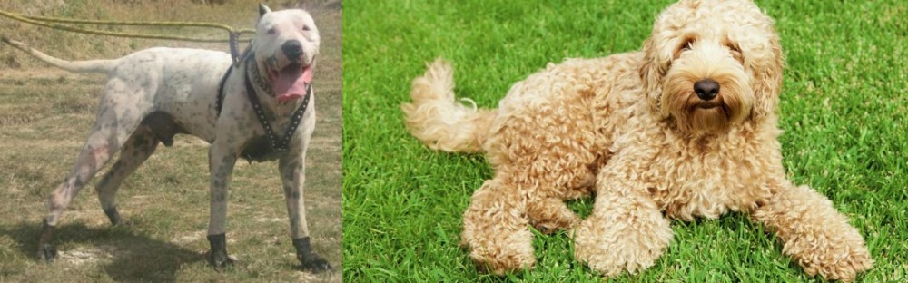 Labradoodle vs Gull Dong - Breed Comparison
