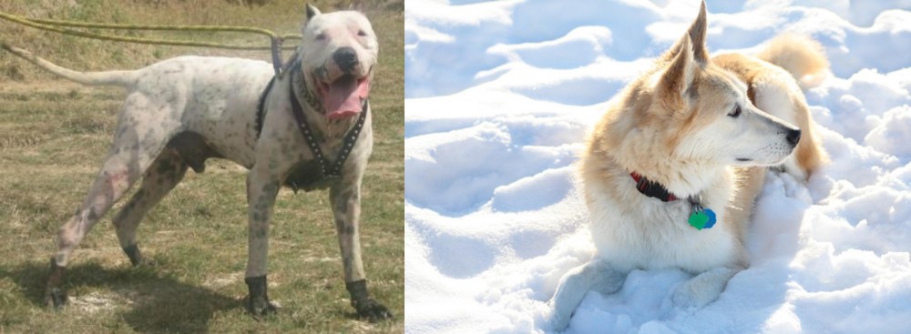 Labrador Husky vs Gull Dong - Breed Comparison