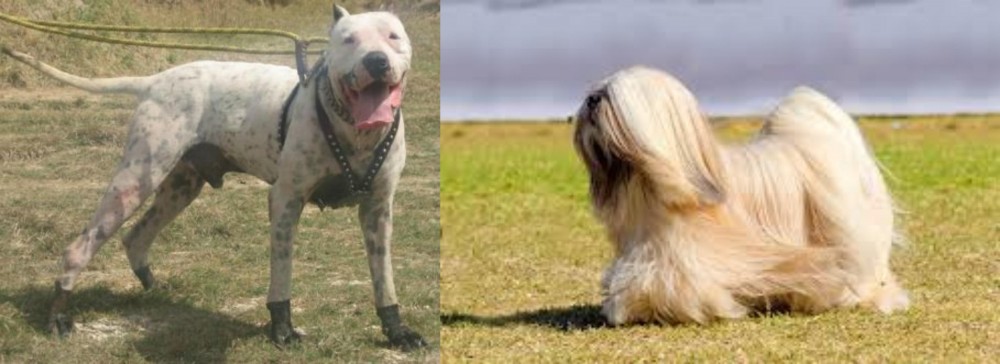 Lhasa Apso vs Gull Dong - Breed Comparison