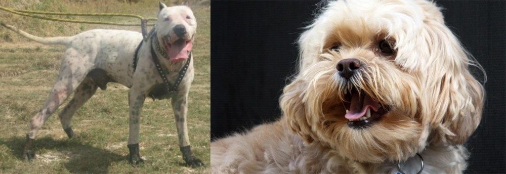 Lhasapoo vs Gull Dong - Breed Comparison