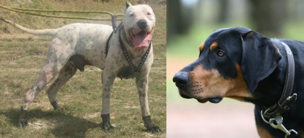 Lithuanian Hound vs Gull Dong - Breed Comparison