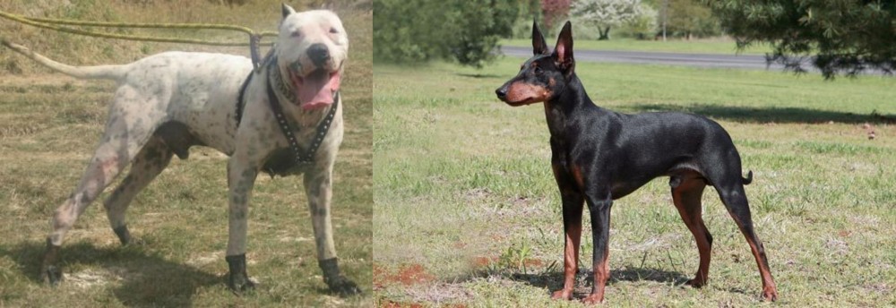 Manchester Terrier vs Gull Dong - Breed Comparison