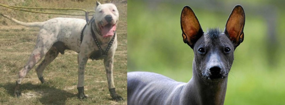 Mexican Hairless vs Gull Dong - Breed Comparison