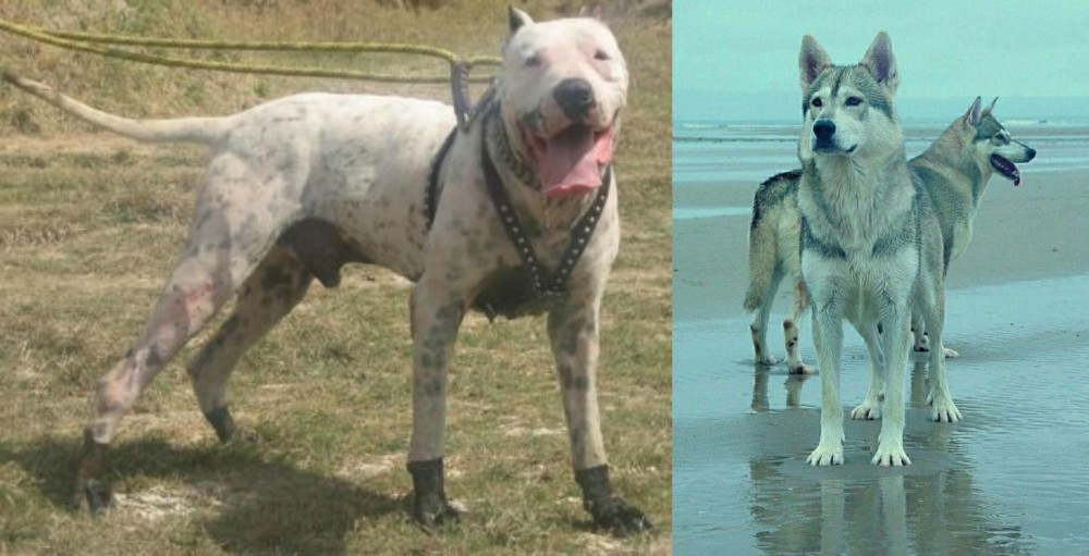 Northern Inuit Dog vs Gull Dong - Breed Comparison