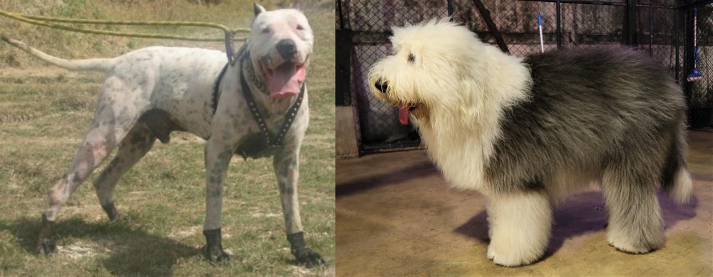 Old English Sheepdog vs Gull Dong - Breed Comparison
