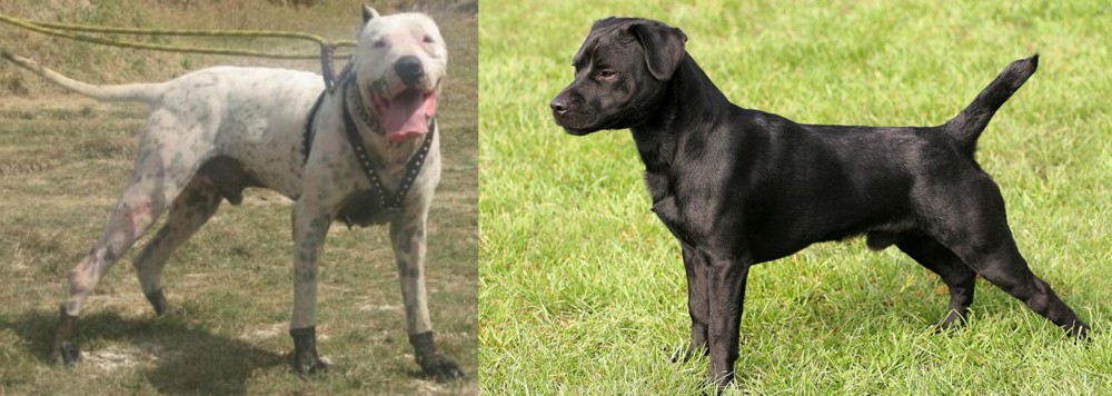 Patterdale Terrier vs Gull Dong - Breed Comparison