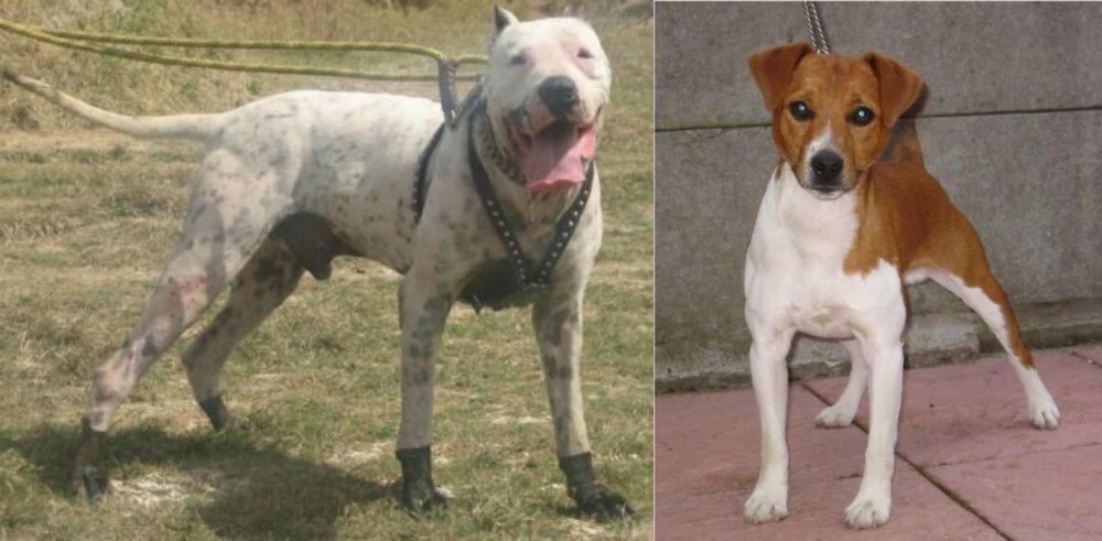 Plummer Terrier vs Gull Dong - Breed Comparison