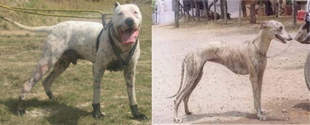 Rampur Greyhound vs Gull Dong - Breed Comparison