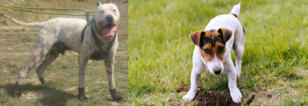 Russell Terrier vs Gull Dong - Breed Comparison
