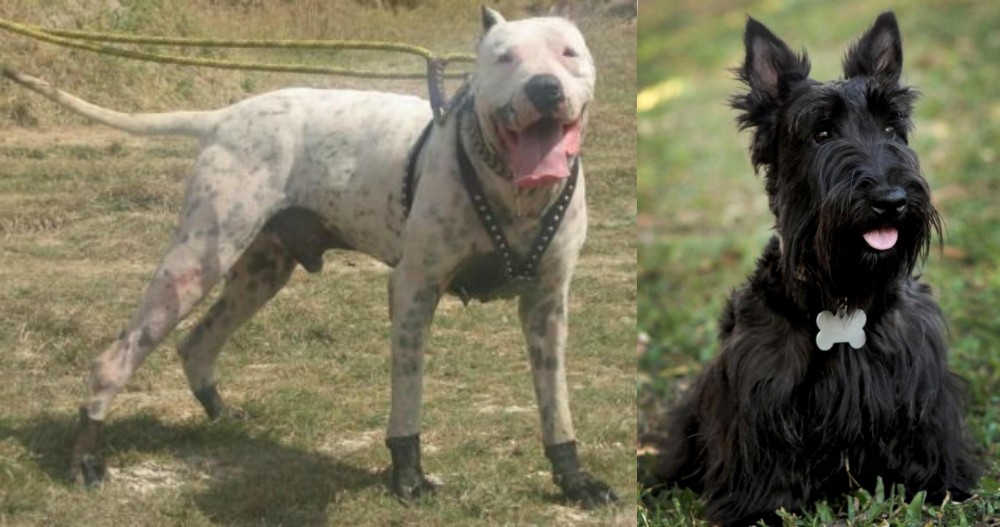 Scoland Terrier vs Gull Dong - Breed Comparison